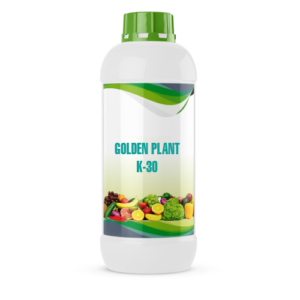 GOLDEN PLANT K-30