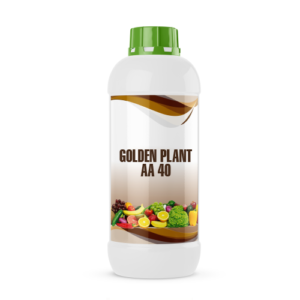 GOLDEN PLANT AA 40