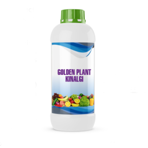 GOLDEN PLANT KINALGI