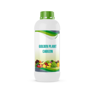 GOLDEN PLANT CABOZIN